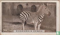 Chapman's Zebra