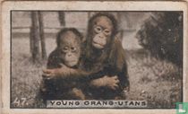 Young Orang-utans