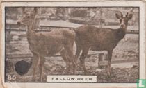 Fallow Deer