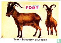 Toer
