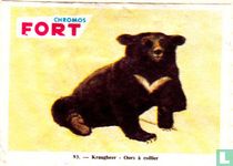 Kraagbeer