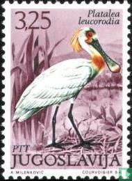 Oiseaux