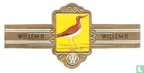 Witgatje (Tringa ochropus) kaufen