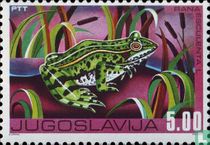 Zoetwater fauna kopen