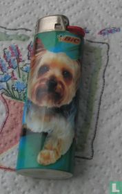 Hond