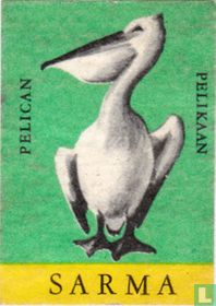 Pelikaan
