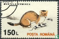 Stoat