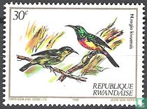 Oiseaux