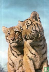 2 tiger puppies