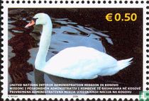 Cygne tuberculé