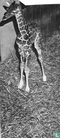 Little giraffe