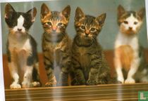 4 kittens