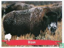 Bizon