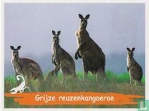 Grijze reuzenkangoeroe