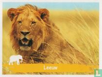 Leeuw
