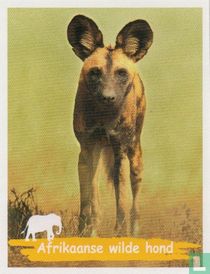 Afrikaanse wilde hond