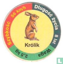 Królik