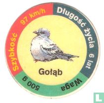Gołąb