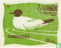 Dankasirály [Kokmeeuw]