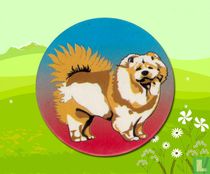 Chow chow