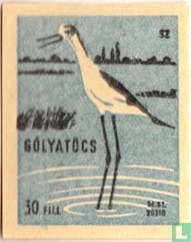 Gólyatöcs [steltkluut]