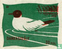 Dankasirály [Kokmeeuw]