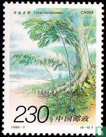 Cycas multipinnata