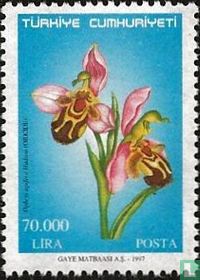 Orchidées