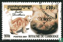 Katzen