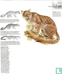 The Gold Cat