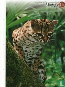 Margay