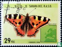 Sahara OCC r.a. S. D, Schmetterlinge kaufen