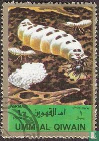 Insects  