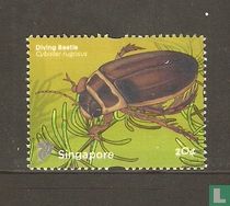 Diving beetle for sale