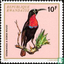 Oiseaux indigènes    