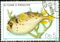 Fische kaufen
