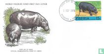 Dwarf Hippopotamus