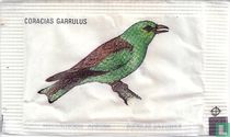 Coracias Garrulus