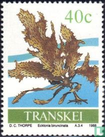 Seaweed for sale