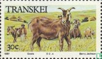 Domestic Animals