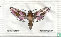 Celerio euphorbiae - Wolfsmelkpijlstaart