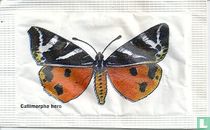Callimorpha hero