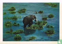 Olifant
