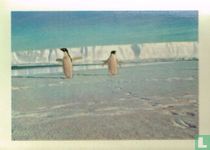 Een afvaardiging van de Adélie-pinguins verwelkomt de expeditieleden