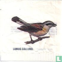 Lanius Collurio 