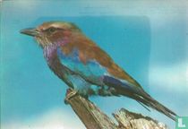Lilac-breasted Roller (Coracias caudata - Vorkstaartscharrelaar)