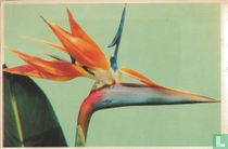 The crane flower (Paradijsvogelbloem)