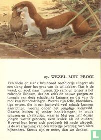 Wezel met prooi