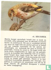 Kruisbek