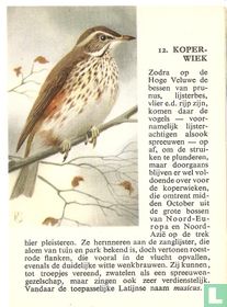 Koperwiek